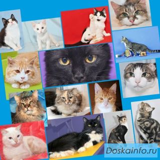 Кот и кошка, много кошек ищут домик! в дар