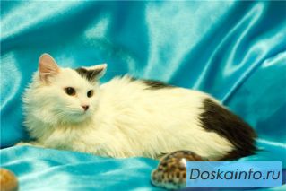 Кошечка милашка в добрые руки