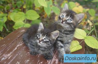 Котятки 1.5 месяца в дар