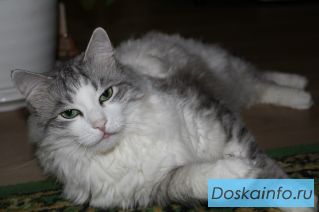 Пропал Сибирский кот!