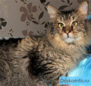 Обнимательный кот Лёха в добрые руки!