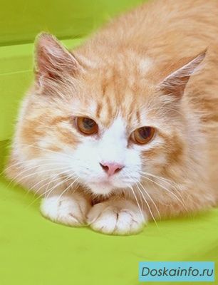 Михей, рыжий пушистый кот в дар! 5 лет