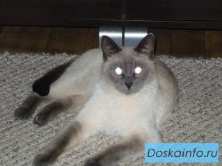 Пропал сиамский кот