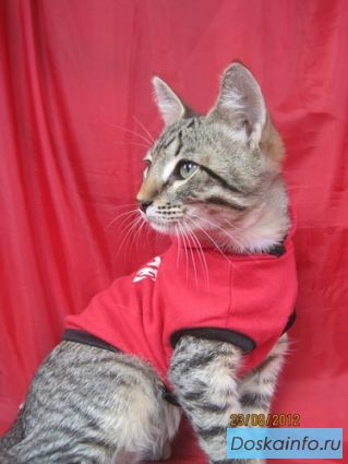 Котенок Василёк в добрые руки!  