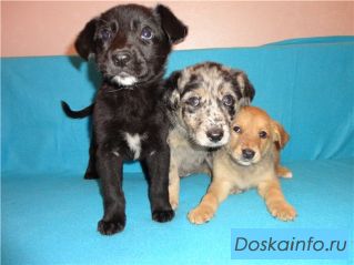 Щенки разных окрасов в дар