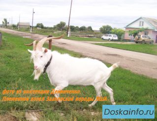 Заанненский племенной козел