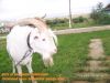 Уменьшенная картинка