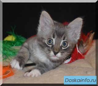 Котёнок Шустрик в добрые руки