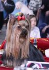 Йоркширский терьер Глаза сияющие любовью и умом!