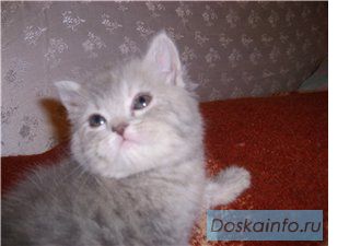 Британские девочки и мальчики
