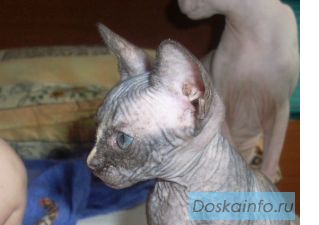 Канадские сфинксы