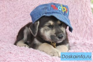 Очаровательный метис овчарки Джокер в дар!