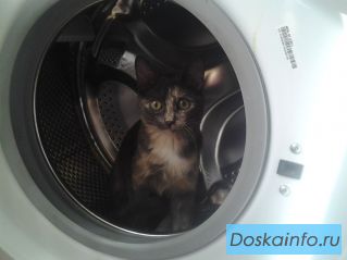 Пропала кошечка