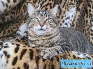 Отдаю царя зверей - кота по имени Еврей!