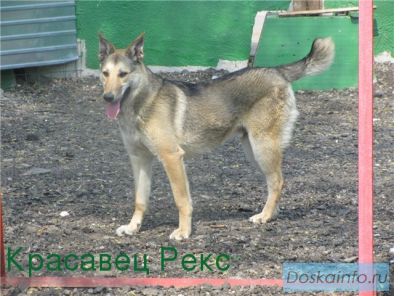 РЕКС-среднего размера.