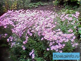 Персидская Роза