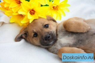 Отдаются щенки в добрые руки