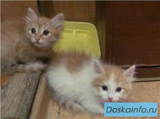 Котята  в  добрые руки