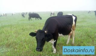 Продам крупную корову!