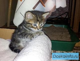 Отдаю котят
