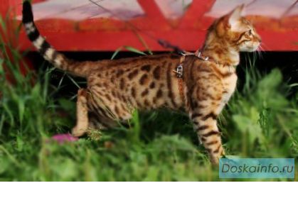 Бенгальские котята , тойгерята.