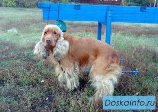 Найден английский спаниель, мальчик