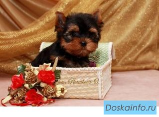 Йорки,йоркшир, щенки йоркширского терьера девочки и мальчики 
