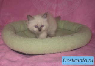 'Невская маска' - питомник невских маскарадных кошек