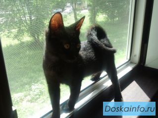 Потерялась кошка