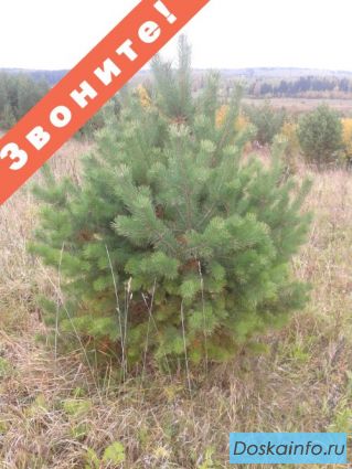 Ели и сосны оптом в Москве