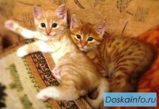 Два рыжих чудо-котёныша отдаются в добрые ручки