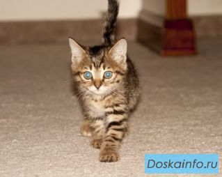 Малышка ищет добрых и любящих хозяев
