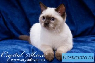 Британская голубоглазая кошечка колор-поинт