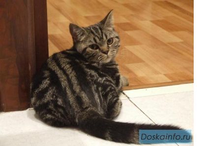 Британские мраморные котята из п-ка 'Silver Blossom'.