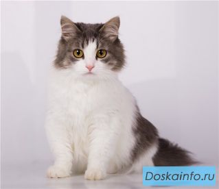 Нежнее облака. Удивительный котенок в дар.