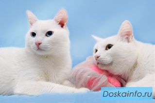 2 нежных белых кота в дар!