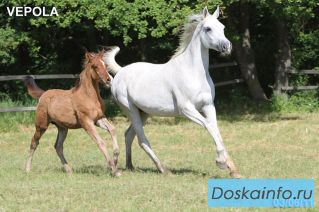 Продажа лошадей арабской чистокровной породы 