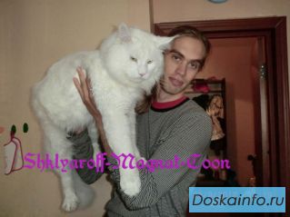 Котята Гиганты породы Мейн Кун