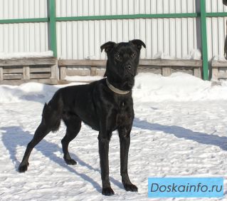 Умная,статная, гордая красавица Бирма ждет хозяина в приюте!