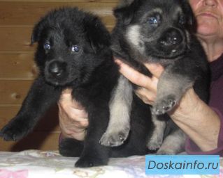 Восточноевропейской овчарки щенки от Чемпионов