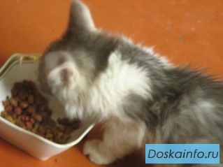 Котёнок пушистик