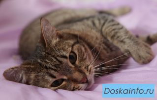 Нежная кошечка  Милочка ищет любящего хозяина,  отдается в дар
