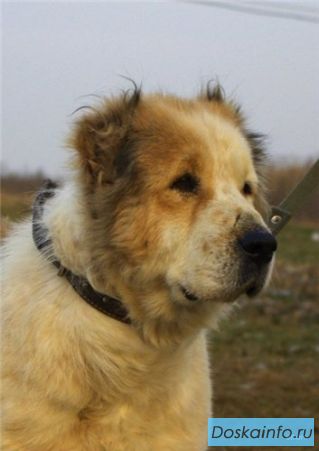 Старушка Таша ищет хозяев! 