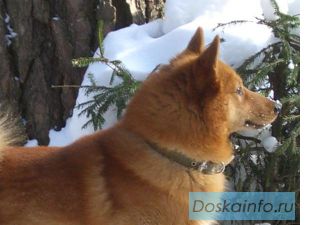Продаются взрослые собаки