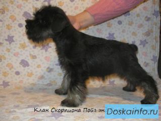 Щенки ЦВЕРГШНАУЦЕРА  из  питомника.