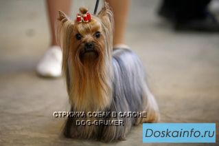 Стрижка бишона, йоркширского терьера, пуделя, вест хайленд терьера, ши-тцу и другие породы.
