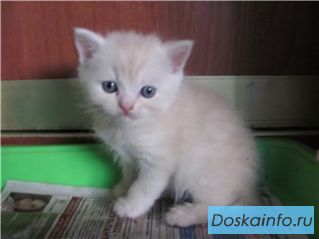 Британские    котята