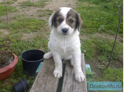 Щенки кавказской  овчарки