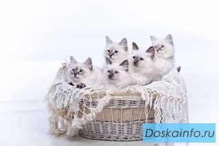 Невские маскарадные котята из питомника 'Невская маска'