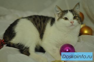 Лучик молодой котик необычной ласковости, доброты и общительности  в дар.